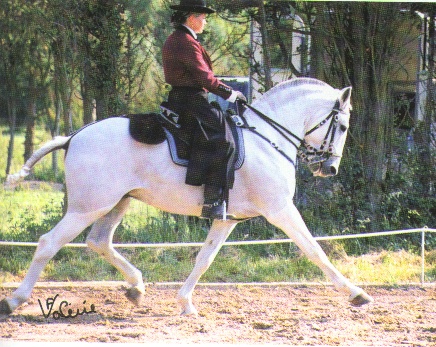 cavallo lusitano